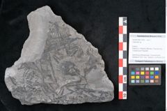 Foto (Objekt + Etikett) von Calamites sp.  (NHMW-GEO-2024-0188-11009)